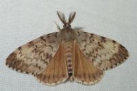 Lymantria dispar