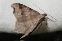 Macaria alternata