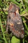 Notodonta dromedarius