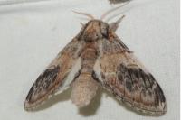 Notodonta tritophus