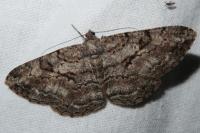 Peribatodes rhomboidaria