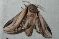 Pheosia tremula