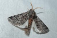 Thaumetopoea pityocampa