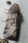 Thaumetopoea pityocampa