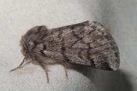Thaumetopoea pityocampa