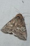 Tethea ocularis