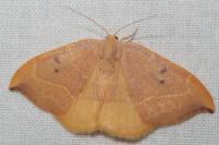 Watsonalla binaria