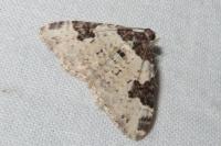Xanthorhoe fluctuata