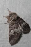 Drymonia querna