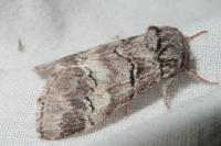 Drymonia querna