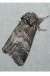 Drymonia querna