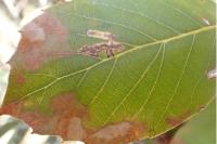 Stigmella suberivora
