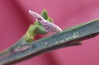 Coleophora calycotomella