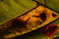 Cameraria ohridella
