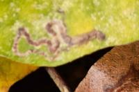 Acalyptris platani