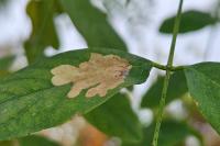 Parectopa robiniella