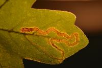 Stigmella aceris