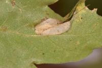 Phyllonorycter acerifoliella