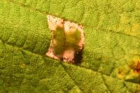 Phyllonorycter nicellii