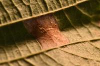 Phyllonorycter nicellii