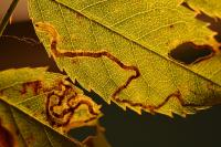 Stigmella anomalella