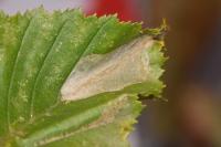 Phyllonorycter esperella