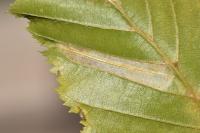 Phyllonorycter tenerella