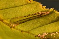 Phyllonorycter tenerella