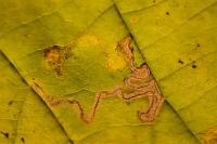 Stigmella tiliae