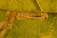 Stigmella tiliae
