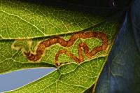 Stigmella oxyacanthella