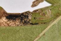 Phyllonorycter mespilella