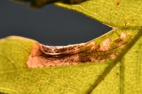 Phyllonorycter mespilella