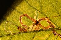 Stigmella ulmivora