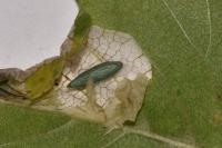 Phyllonorycter schreberella