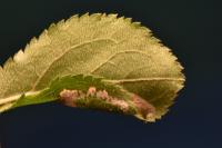 Phyllonorycter spinicolella
