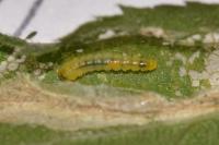 Phyllonorycter spinicolella