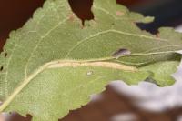 Phyllonorycter spinicolella
