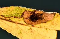 Stigmella plagicolella