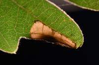 Phyllonorycter quercifoliella