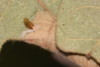 Phyllonorycter quercifoliella