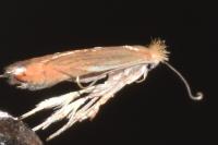 Phyllonorycter quercifoliella