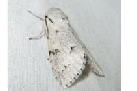 Acronicta leporina