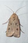 Agrotis exclamationis