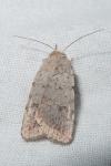 Caradrina kadenii