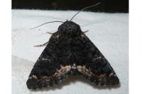 Catephia alchymista