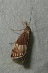 Chrysocrambus linetella