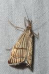 Chrysocrambus linetella