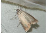 Chrysoteuchia culmella