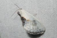 Cilix glaucata